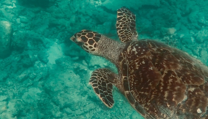 A sea turtle on a snorkeling trip from Dhiffushi