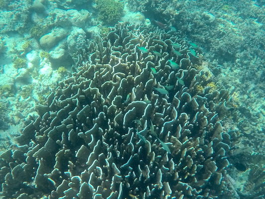 Corals on a snorkeling trip from Dhiffushi