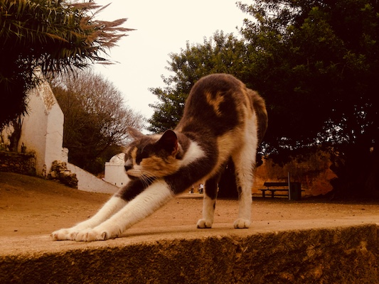 A cat stretching at the archaeological site of Chellah, Rabat