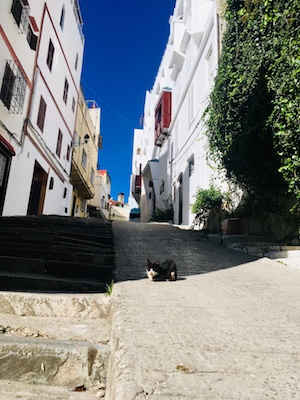 A cat chilling in the medina of Tangier