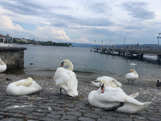Swans of Burkliplatz, Zurich