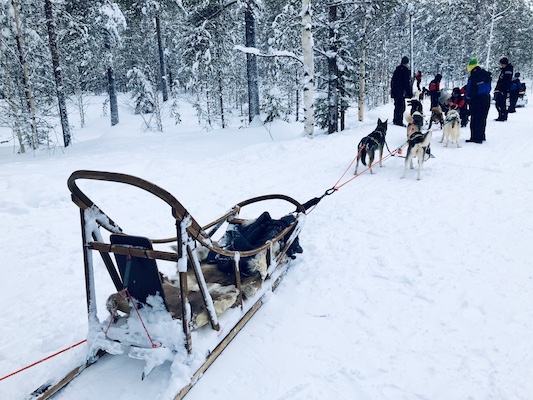 Huskies ready to pull a sled in Lapland, Finland