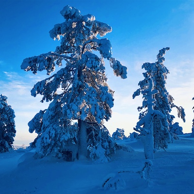 Shapes of snowy trees in Yllas National Park