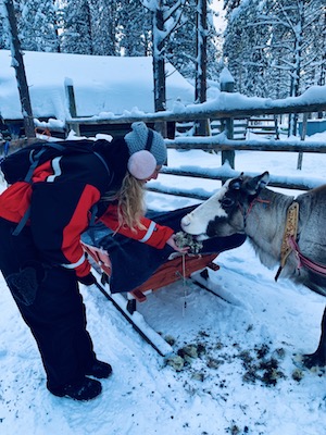 Feeding reindeers in Lapland